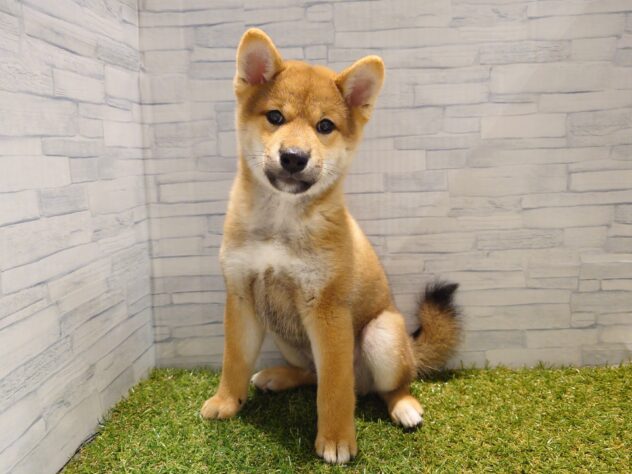 新潟県の柴犬(標準サイズ) (アミーゴ新発田店/2025年7月22日生まれ/男の子/赤)の子犬の2枚目の画像