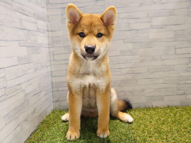 新潟県の柴犬(標準サイズ) (アミーゴ新発田店/2025年7月22日生まれ/男の子/赤)の子犬の1枚目の画像