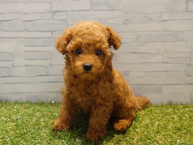 新潟県のトイプードル(トイ) (アミーゴ新発田店/2025年8月18日生まれ/女の子/レッド)の子犬の2枚目の画像