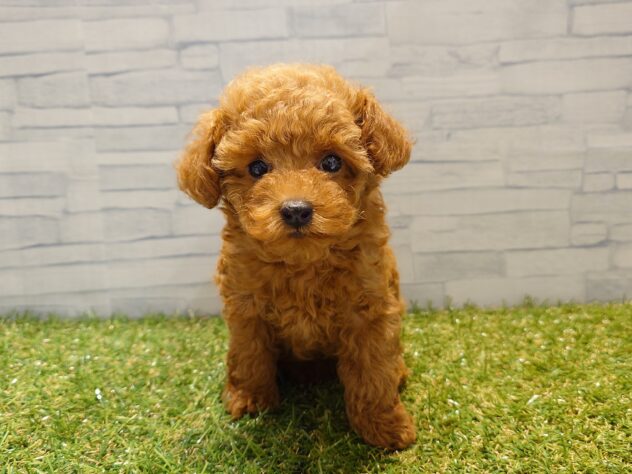 新潟県のトイプードル(トイ) (アミーゴ新発田店/2025年8月18日生まれ/女の子/レッド)の子犬の1枚目の画像