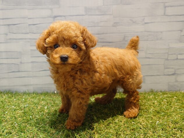 新潟県のトイプードル(トイ) (アミーゴ新発田店/2025年8月18日生まれ/女の子/レッド)の子犬の3枚目の画像