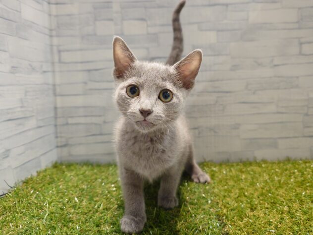 新潟県のロシアンブルー (アミーゴ新発田店/2025年8月7日生まれ/女の子/ブルー)の子猫の2枚目の画像