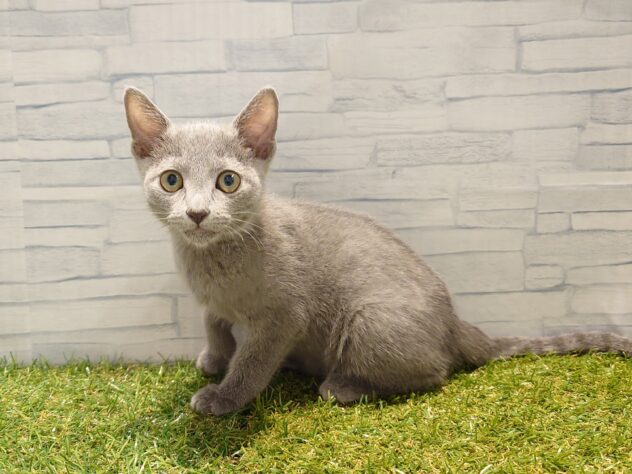 新潟県のロシアンブルー (アミーゴ新発田店/2025年8月7日生まれ/女の子/ブルー)の子猫の3枚目の画像
