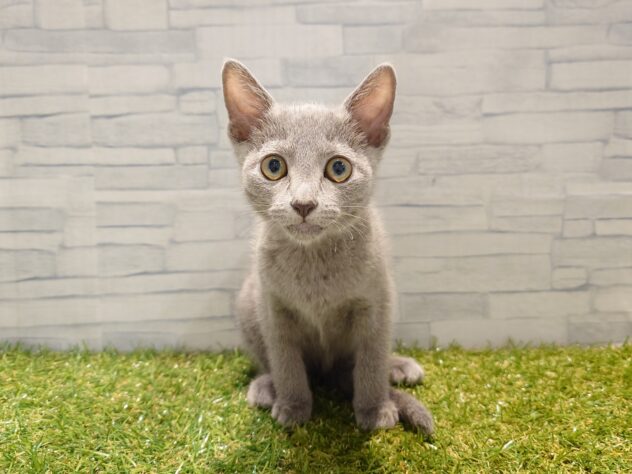 新潟県のロシアンブルー (アミーゴ新発田店/2025年8月7日生まれ/女の子/ブルー)の子猫の1枚目の画像