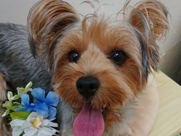 栃木県のヨークシャーテリア (アミーゴ宇都宮簗瀬店/2024年12月7日生まれ/女の子/スチールブルータン)の子犬