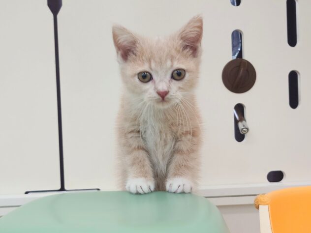 岡山県のスコティッシュフォールド (アミーゴ中庄店/2025年8月22日生まれ/女の子/クリームタビーホワイト)の子猫の4枚目の画像