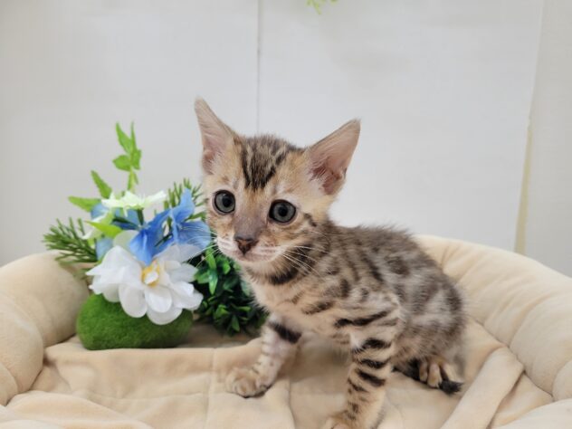 栃木県のベンガル (アミーゴ宇都宮簗瀬店/2025年8月26日生まれ/女の子/ブラウンスポットタビー)の子猫