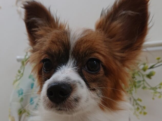 栃木県のパピヨン (アミーゴ宇都宮簗瀬店/2025年3月21日生まれ/女の子/ホワイトブラウン)の子犬