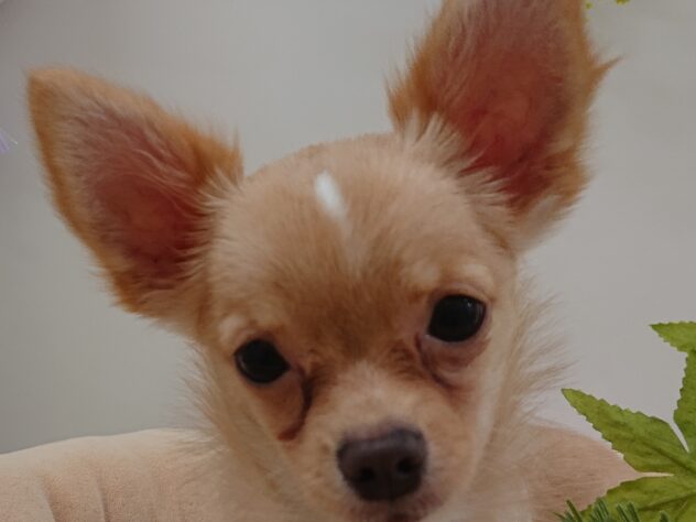 栃木県のチワワ(ロング) (アミーゴ宇都宮簗瀬店/2025年5月30日生まれ/女の子/クリーム)の子犬