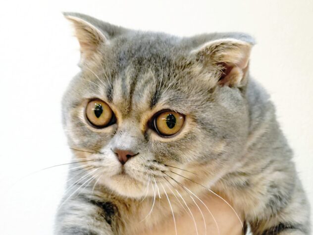 山形県のスコティッシュフォールド (アミーゴ米沢店/2025年5月27日生まれ/男の子/ブルータビー)の子猫の1枚目の画像