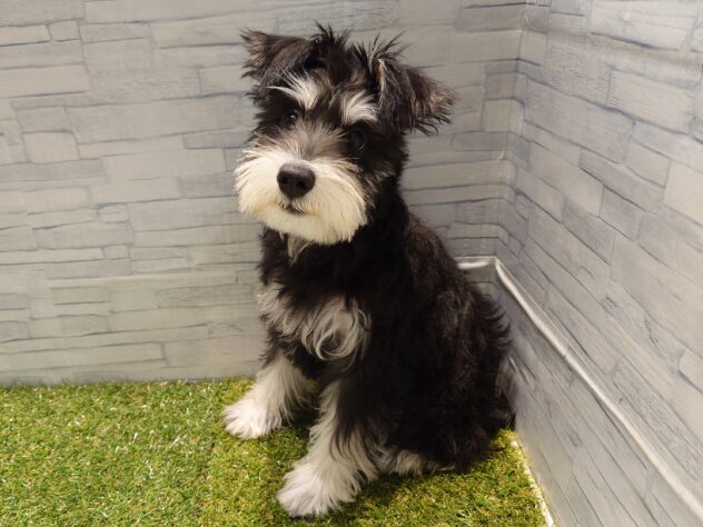 新潟県のミニチュアシュナウザー (アミーゴ新発田店/2025年8月5日生まれ/女の子/ブラックシルバー)の子犬の2枚目の画像