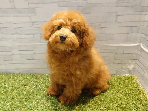 新潟県のトイプードル(トイ) (アミーゴ新発田店/2025年8月18日生まれ/女の子/レッド)の子犬の2枚目の画像