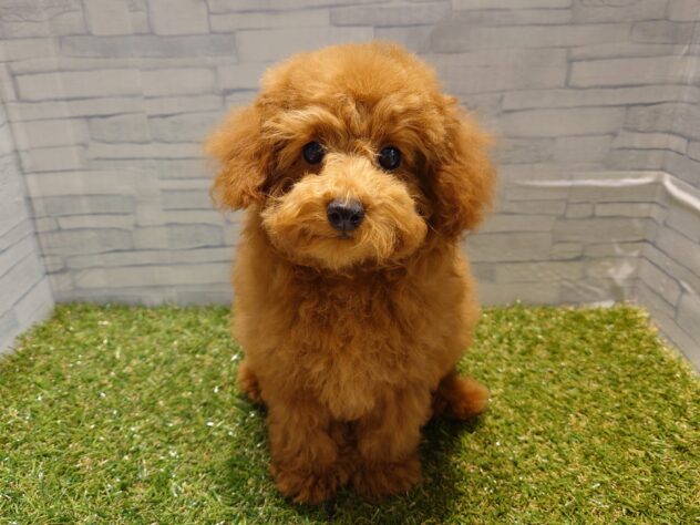 新潟県のトイプードル(トイ) (アミーゴ新発田店/2025年8月18日生まれ/女の子/レッド)の子犬の1枚目の画像