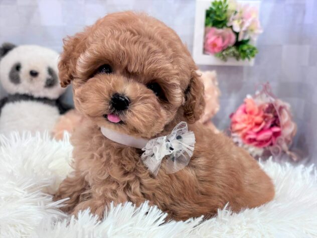 兵庫県のトイプードル(トイ) (アミーゴ伊丹店/2025年8月28日生まれ/女の子/オレンジフォーン)の子犬の1枚目の画像