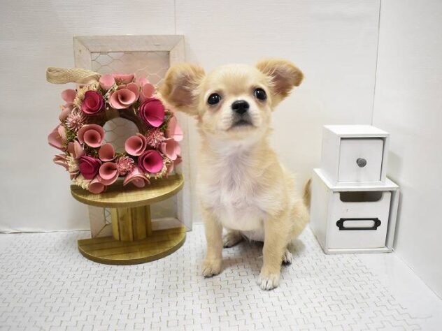 大阪府のチワワ(ロング) (ペット・プラザ アミーゴ豊中服部店/2025年8月24日生まれ/女の子/クリーム)の子犬の1枚目の画像