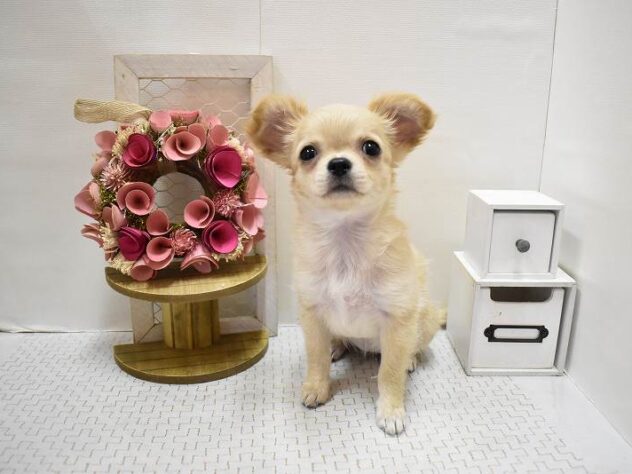 大阪府のチワワ(ロング) (ペット・プラザ アミーゴ豊中服部店/2025年8月24日生まれ/女の子/クリーム)の子犬の2枚目の画像