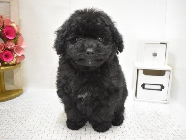 大阪府のトイプードル(トイ) (ペット・プラザ アミーゴ豊中服部店/2025年8月28日生まれ/男の子/ブラック)の子犬の1枚目の画像