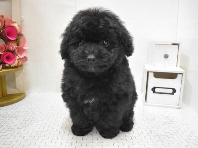 大阪府のトイプードル(トイ) (ペット・プラザ アミーゴ豊中服部店/2025年8月28日生まれ/男の子/ブラック)の子犬の2枚目の画像