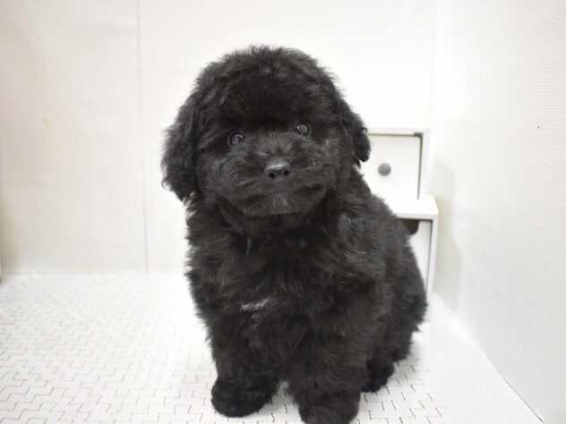 大阪府のトイプードル(トイ) (ペット・プラザ アミーゴ豊中服部店/2025年8月28日生まれ/男の子/ブラック)の子犬の3枚目の画像