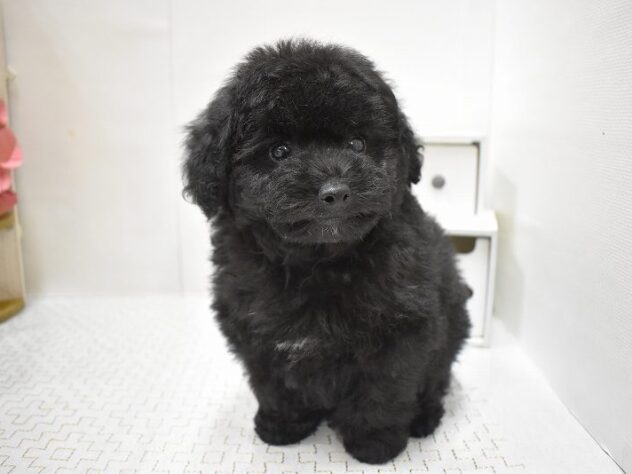 大阪府のトイプードル(トイ) (ペット・プラザ アミーゴ豊中服部店/2025年8月28日生まれ/男の子/ブラック)の子犬の4枚目の画像