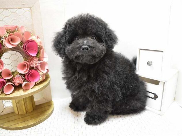 大阪府のトイプードル(トイ) (ペット・プラザ アミーゴ豊中服部店/2025年8月28日生まれ/男の子/ブラック)の子犬の1枚目の画像