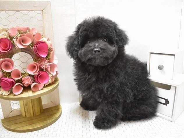 大阪府のトイプードル(トイ) (ペット・プラザ アミーゴ豊中服部店/2025年8月28日生まれ/男の子/ブラック)の子犬の2枚目の画像
