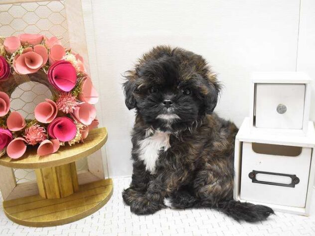 大阪府のプーズー/プーシーズ(プードル×シーズー) (ペット・プラザ アミーゴ豊中服部店/2025年8月27日生まれ/男の子/ブリンドル)の子犬の2枚目の画像