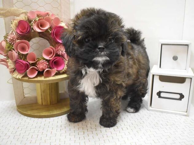 大阪府のプーズー/プーシーズ(プードル×シーズー) (ペット・プラザ アミーゴ豊中服部店/2025年8月27日生まれ/男の子/ブリンドル)の子犬の3枚目の画像