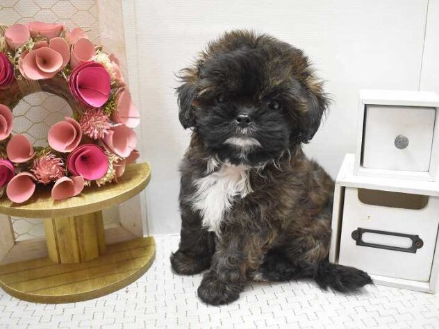 大阪府のプーズー/プーシーズ(プードル×シーズー) (ペット・プラザ アミーゴ豊中服部店/2025年8月27日生まれ/男の子/ブリンドル)の子犬の4枚目の画像