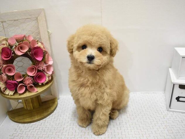 大阪府のトイプードル(トイ) (ペット・プラザ アミーゴ豊中服部店/2025年8月27日生まれ/男の子/オレンジフォーン)の子犬の1枚目の画像
