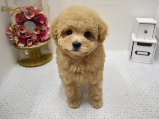 大阪府のトイプードル(トイ) (ペット・プラザ アミーゴ豊中服部店/2025年8月27日生まれ/男の子/オレンジフォーン)の子犬の2枚目の画像