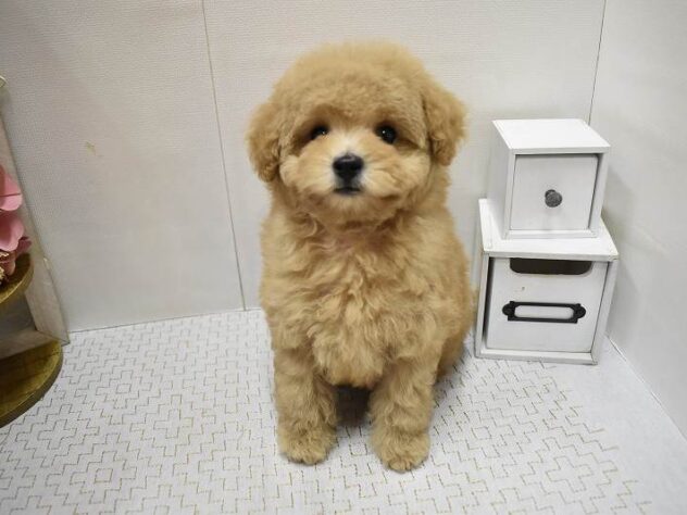大阪府のトイプードル(トイ) (ペット・プラザ アミーゴ豊中服部店/2025年8月27日生まれ/男の子/オレンジフォーン)の子犬の3枚目の画像