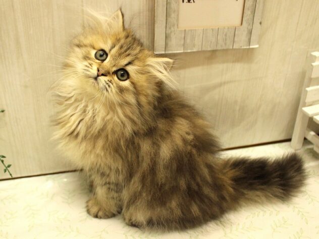 兵庫県のペルシャ (ペット・プラザ アミーゴ加古川店/2025年8月10日生まれ/男の子/チンチラゴールデン)の子猫の2枚目の画像