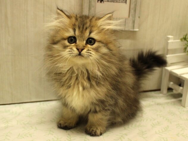 兵庫県のペルシャ (ペット・プラザ アミーゴ加古川店/2025年8月10日生まれ/男の子/チンチラゴールデン)の子猫の1枚目の画像