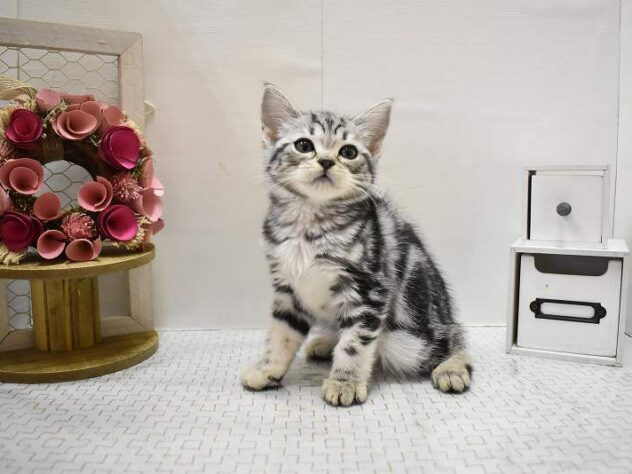 大阪府のアメリカンショートヘアー (ペット・プラザ アミーゴ豊中服部店/2025年8月24日生まれ/女の子/シルバータビー)の子猫の1枚目の画像