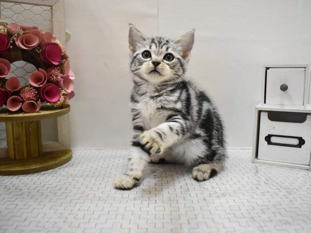 大阪府のアメリカンショートヘアー (ペット・プラザ アミーゴ豊中服部店/2025年8月24日生まれ/女の子/シルバータビー)の子猫の2枚目の画像