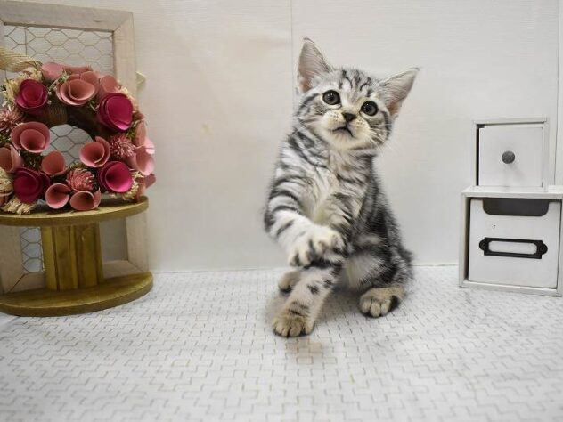 大阪府のアメリカンショートヘアー (ペット・プラザ アミーゴ豊中服部店/2025年8月24日生まれ/女の子/シルバータビー)の子猫の3枚目の画像