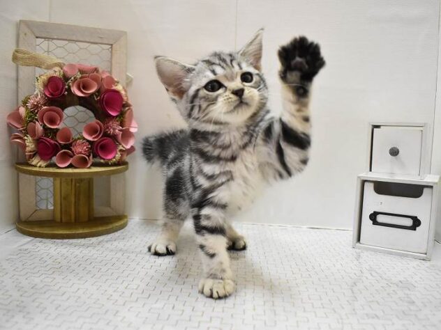 2025年8月24日生まれのアメリカンショートヘアーの5枚目の写真