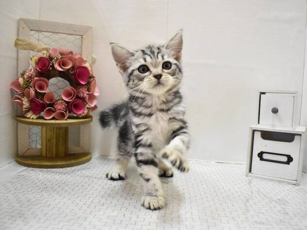 大阪府のアメリカンショートヘアー (ペット・プラザ アミーゴ豊中服部店/2025年8月24日生まれ/女の子/シルバータビー)の子猫の4枚目の画像