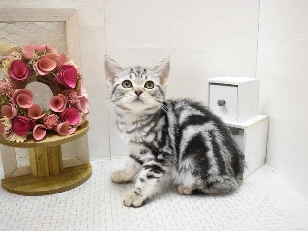 大阪府のアメリカンショートヘアー (ペット・プラザ アミーゴ豊中服部店/2025年8月24日生まれ/女の子/シルバータビー)の子猫の1枚目の画像