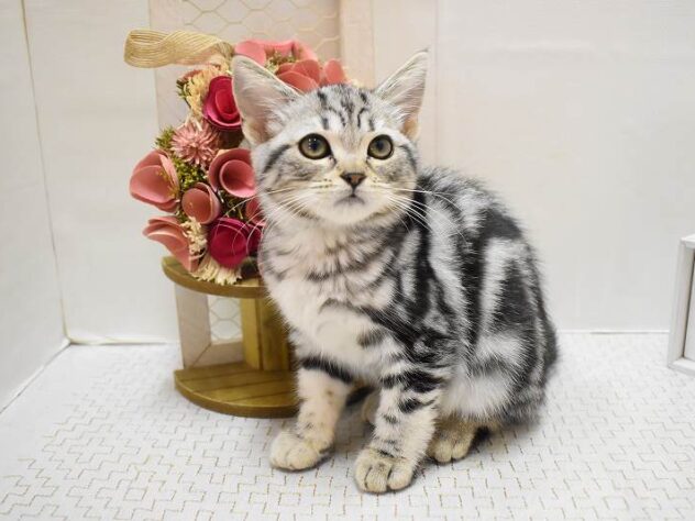 大阪府のアメリカンショートヘアー (ペット・プラザ アミーゴ豊中服部店/2025年8月24日生まれ/女の子/シルバータビー)の子猫の2枚目の画像