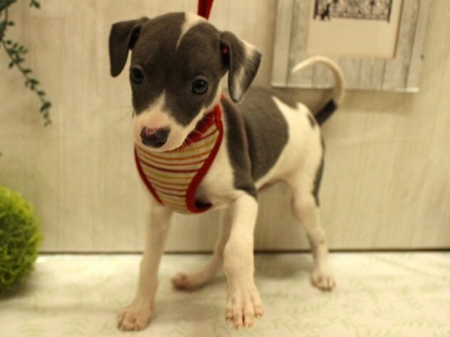 兵庫県のイタリアングレーハウンド (ペット・プラザ アミーゴ加古川店/2025年8月31日生まれ/女の子/ブルーホワイト)の子犬の4枚目の画像