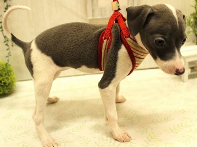 兵庫県のイタリアングレーハウンド (ペット・プラザ アミーゴ加古川店/2025年8月31日生まれ/女の子/ブルーホワイト)の子犬の3枚目の画像