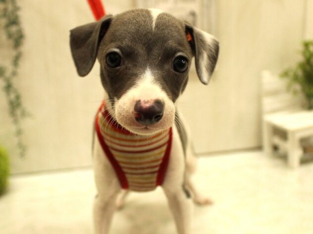 兵庫県のイタリアングレーハウンド (ペット・プラザ アミーゴ加古川店/2025年8月31日生まれ/女の子/ブルーホワイト)の子犬の1枚目の画像