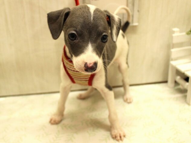 兵庫県のイタリアングレーハウンド (ペット・プラザ アミーゴ加古川店/2025年8月31日生まれ/女の子/ブルーホワイト)の子犬の2枚目の画像