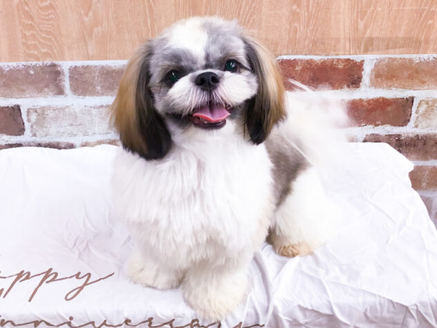 愛知県のシーズー (アミーゴ知立店/2025年1月19日生まれ/男の子/ゴールドホワイト)の子犬の1枚目の画像