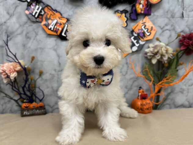 2025年8月3日生まれのビションフリーゼの1枚目の写真