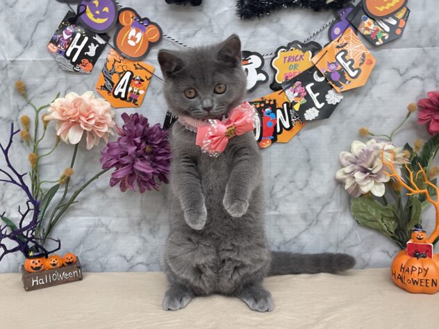 山形県のブリティッシュショートヘアー (アミーゴ酒田店/2025年8月25日生まれ/女の子/ブルー)の子猫の2枚目の画像