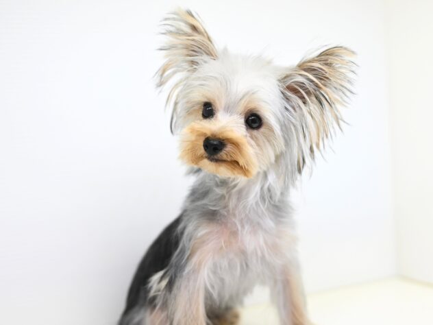 岡山県のヨークシャーテリア (アミーゴ大安寺店/2025年4月15日生まれ/男の子/スチールブルータン)の子犬の3枚目の画像