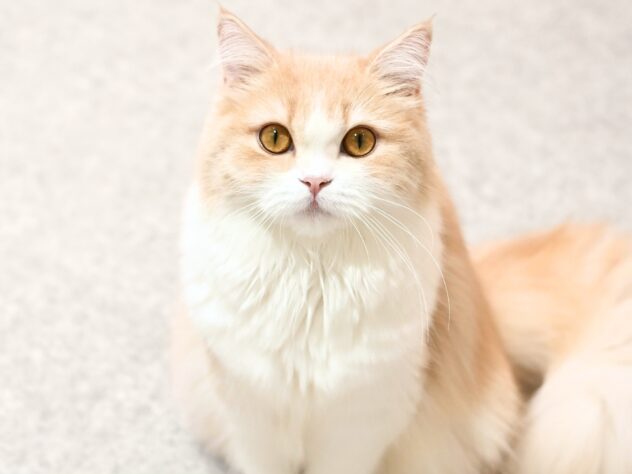 岡山県のスコティッシュフォールド (アミーゴ大安寺店/2024年12月1日生まれ/女の子/クリームタビーホワイト)の子猫の2枚目の画像